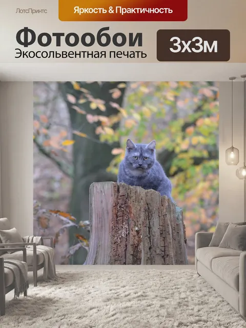 Фотообои Кот