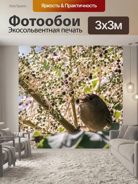 Фотообои Птица