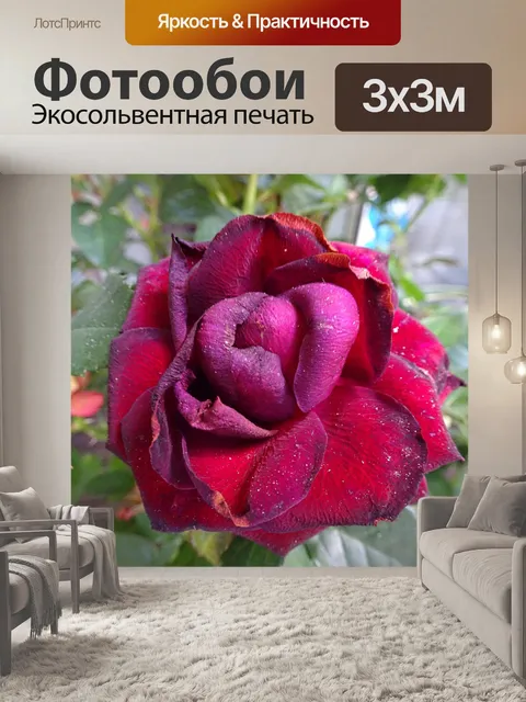 Фотообои Красная роза 2