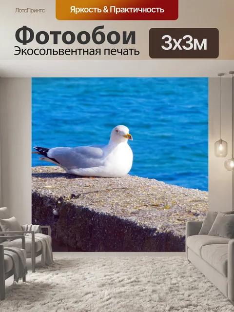 Фотообои Чайка на солнце