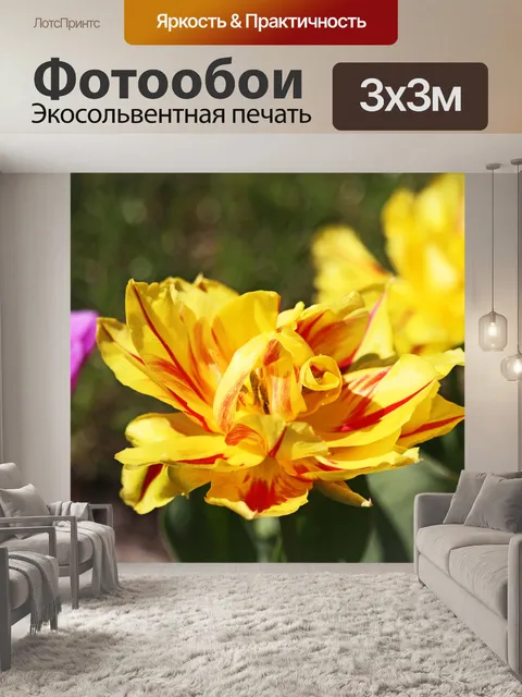 Фотообои Тюльпаны