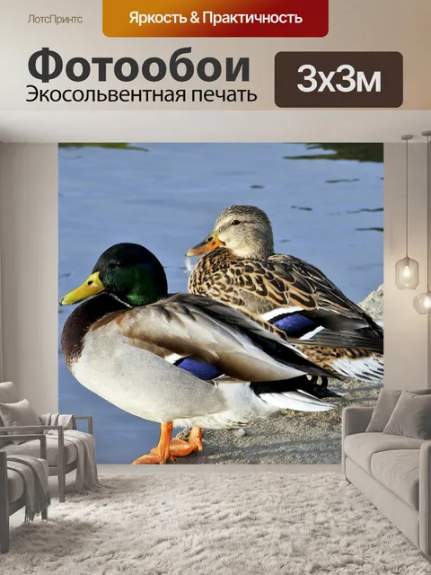 Фотообои Дак пара