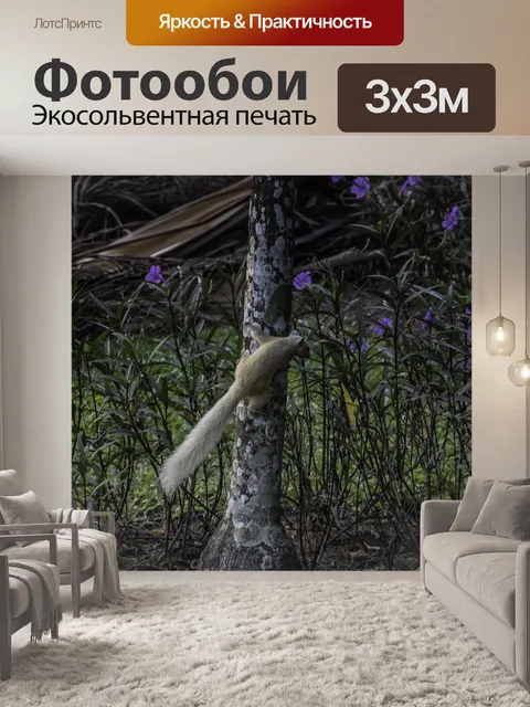 Фотообои Белка