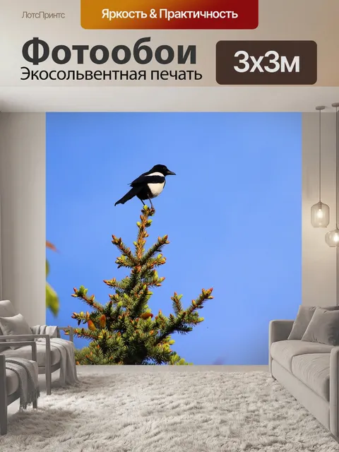 Фотообои Сорока