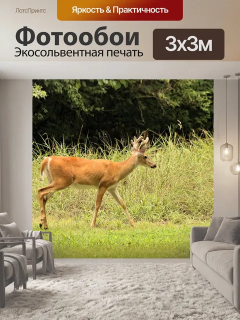 Фотообои Whitetail Buck Прогулка в траве
