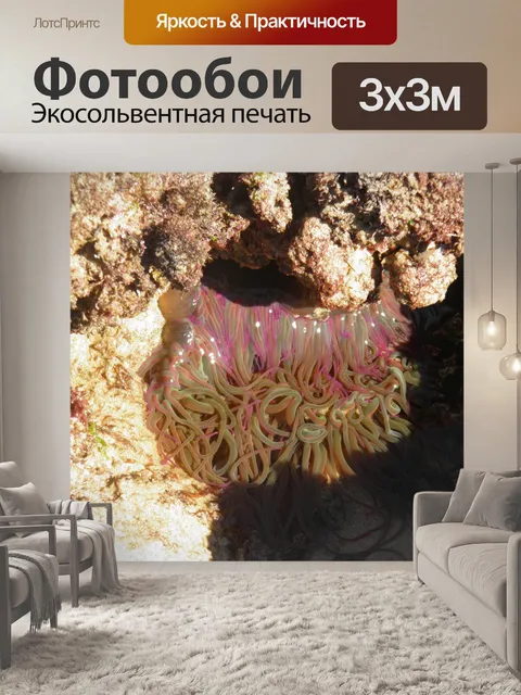 Фотообои Морской аненом