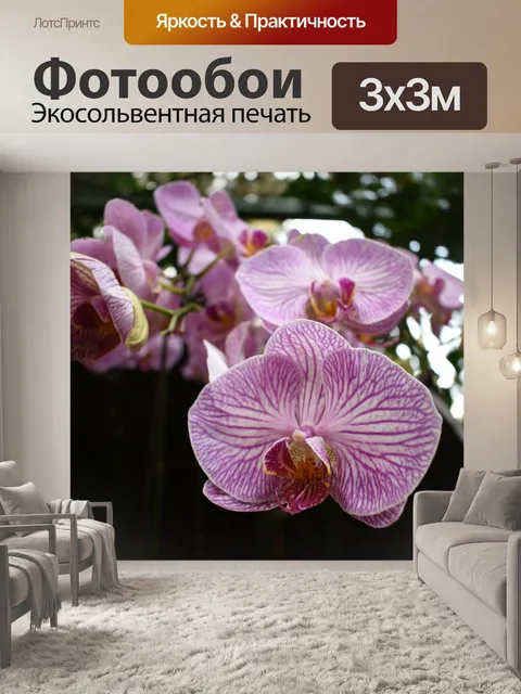 Фотообои Орхидея