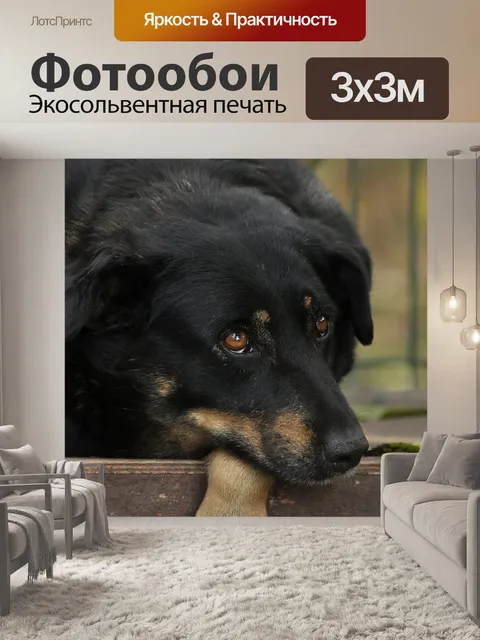 Фотообои Собака