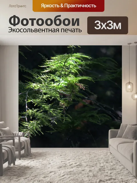 Фотообои свет на листьях спаржи в темноте