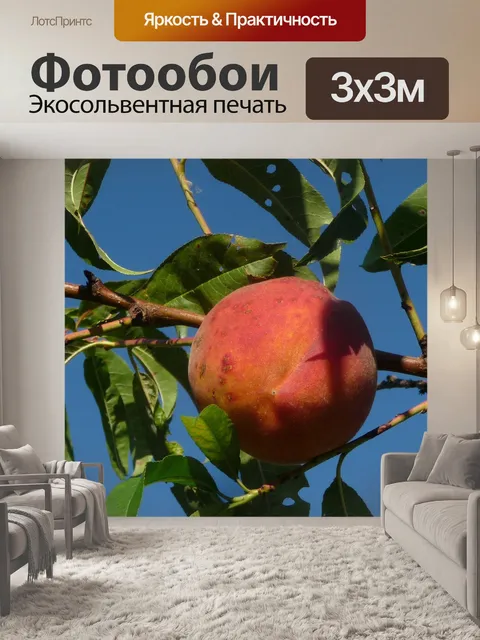 Фотообои Персик