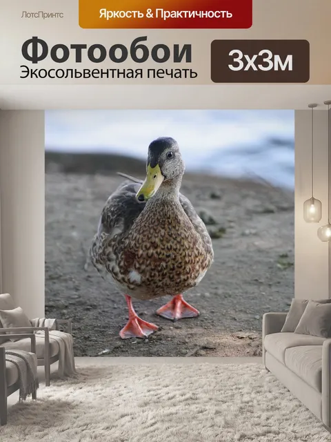 Фотообои Птицы