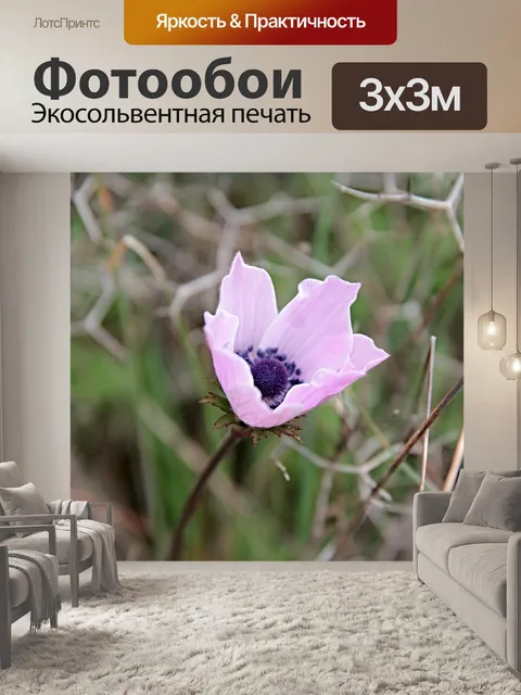 Фотообои Анемоны