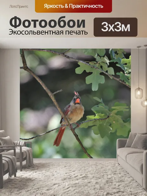 Фотообои Женский кардинал на ветке дерева
