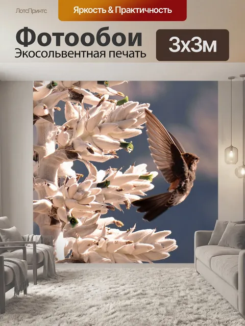 Фотообои Колибри