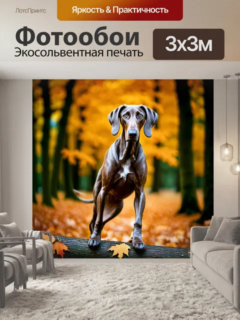 Фотообои веймаранер, ловко балансирующий на бревне в лесу, с осенними листьями вокруг
