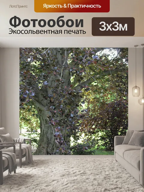 Фотообои Ланьцут, бук