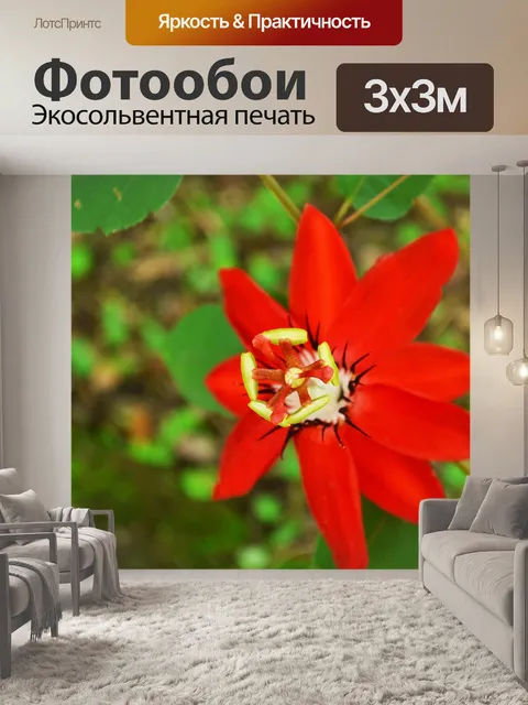 Фотообои Цветы
