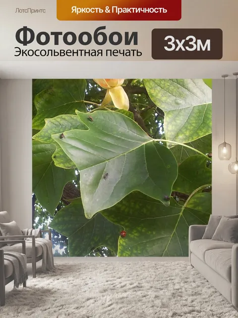 Фотообои Тюльпанное дерево