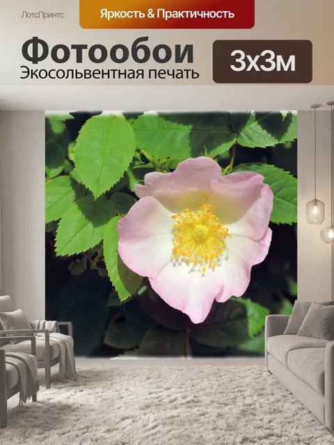 Фотообои Голландские цветы в саду