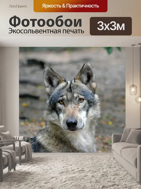 Фотообои Волк