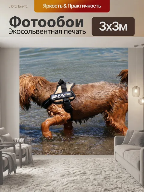 Фотообои Собака