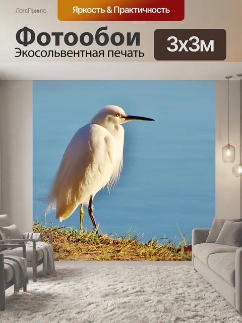 Фотообои Птицы