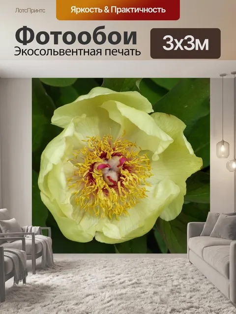 Фотообои Пионы