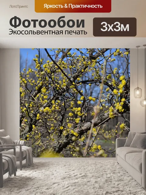 Фотообои Цветы