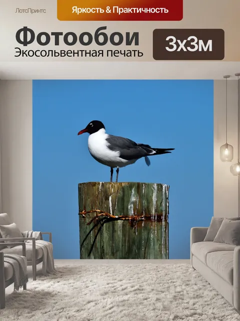 Фотообои Смеющийся чайка