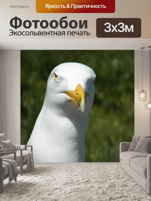 Фотообои Чайка Закрыть