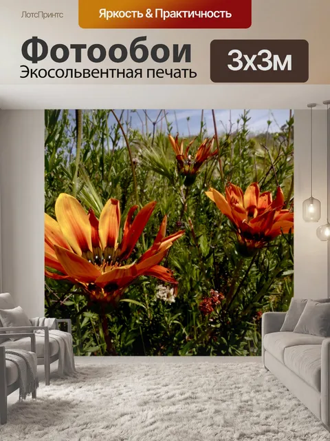 Фотообои Две оранжевые ромашки Полевые цветы
