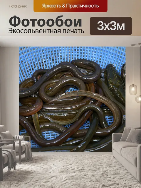 Фотообои Угорь
