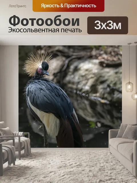 Фотообои Серые венценосные журавли