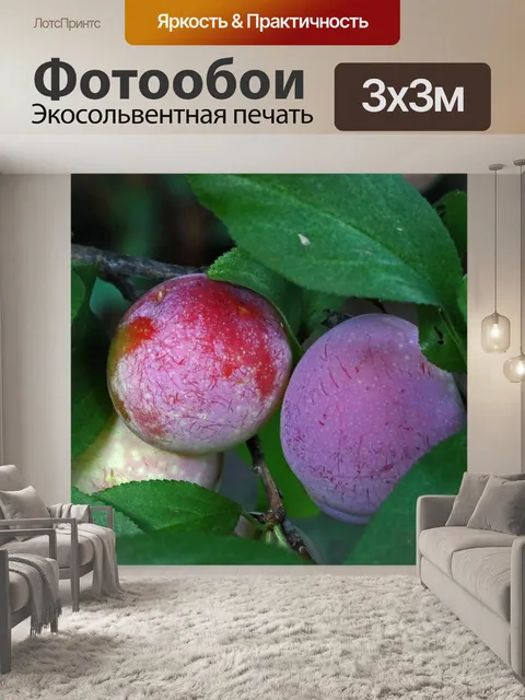 Фотообои созревающие сливы на ветке