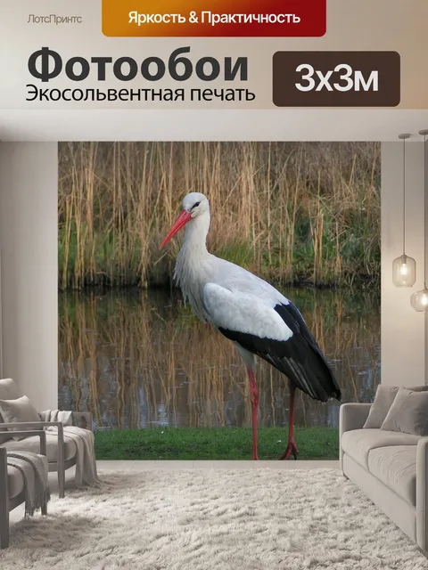 Фотообои Аист