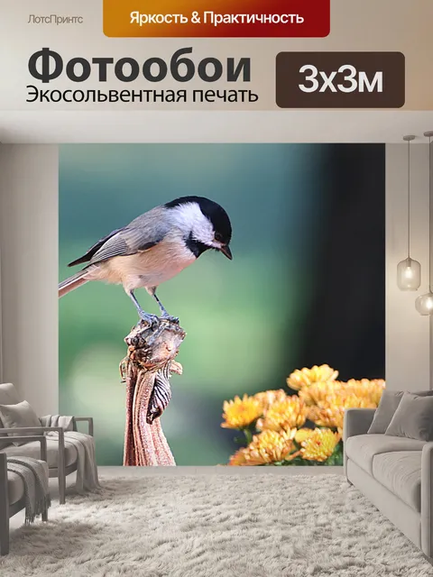 Фотообои Чернокожий Чикади на стебле