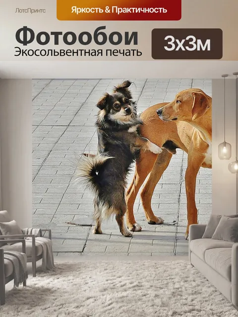 Фотообои Собака