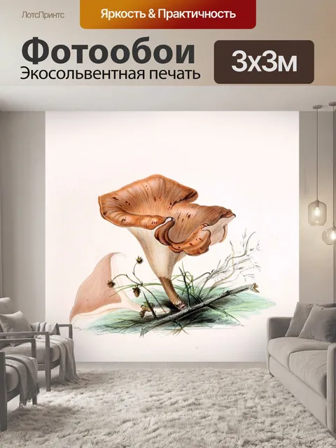 Фотообои Грибы винтаж арт старый