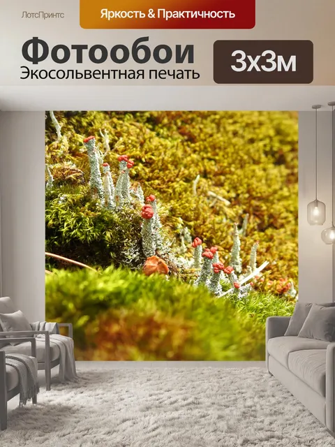 Фотообои Грибы