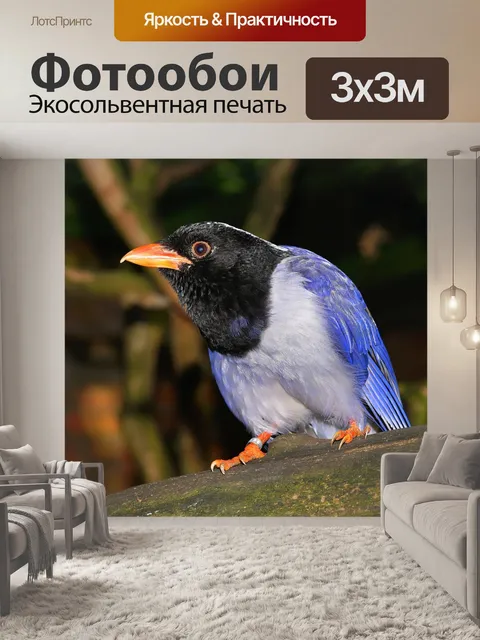 Фотообои Птица