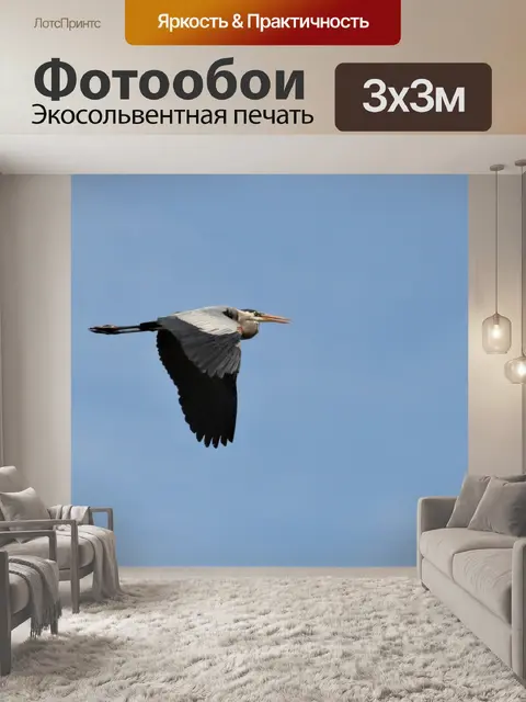 Фотообои Большая голубая цапля в полете 2