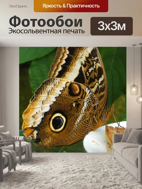 Фотообои Бабочка