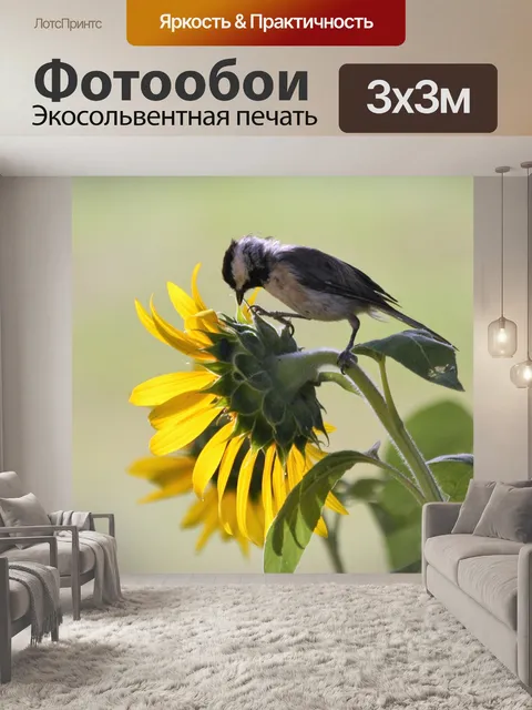 Фотообои Черная шляпа Chickadee на подсолнечника
