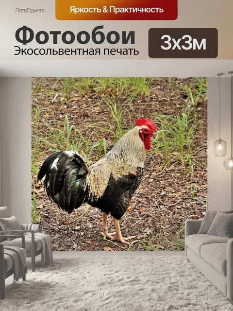 Фотообои Несчастный петух