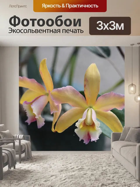 Фотообои Орхидеи