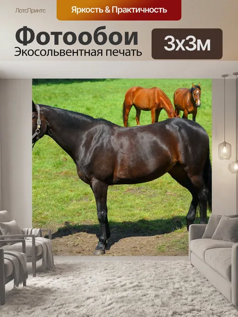 Фотообои Лошади