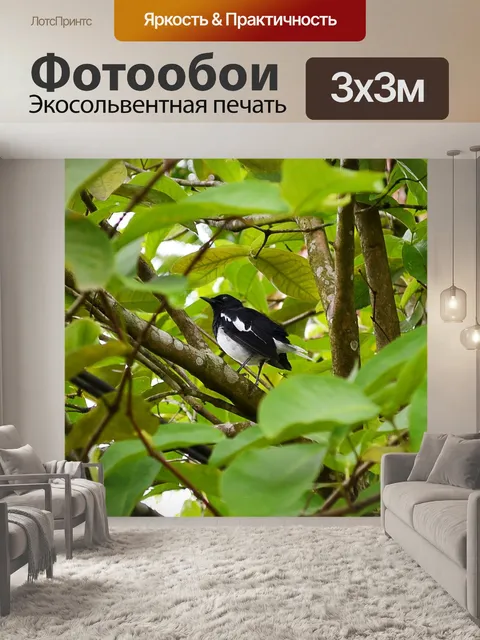 Фотообои Сорока робин