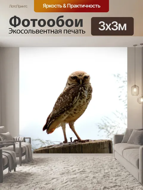 Фотообои Сова