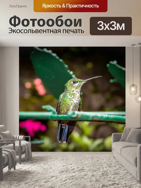 Фотообои Колибри