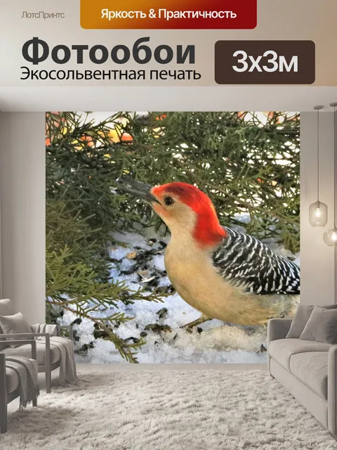 Фотообои Краснобрюхий дятел в снегу 3